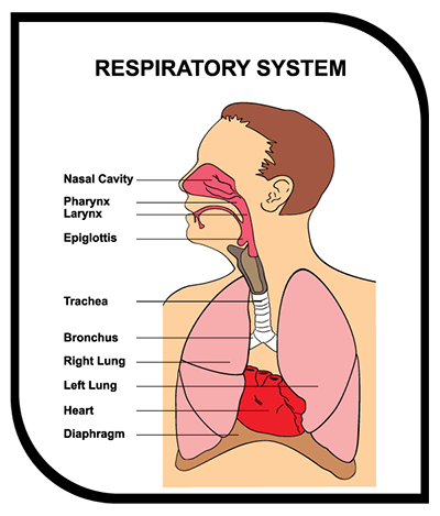The respiration process
